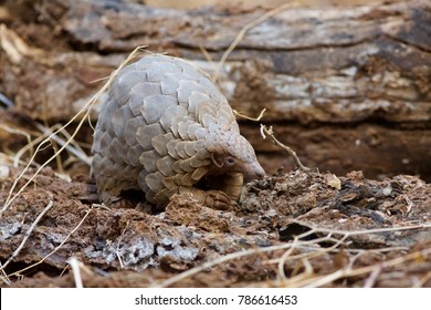 Pangolin searching for food