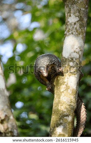 pangolin sitting on the tree