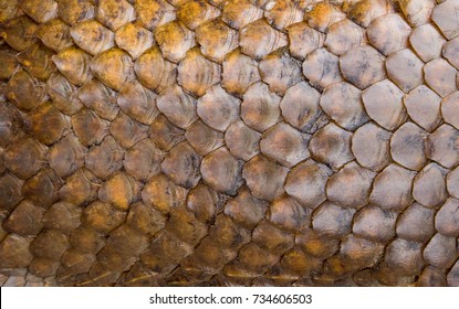 Pangolin skin,scale, texture. Abstract background