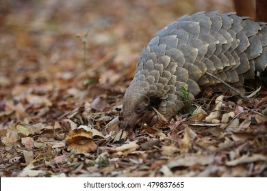 Pangolin Walking