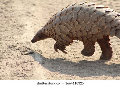 Pangolin Walking Along Dirt Road