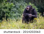 Pan-hooting chimpanzee (Pan troglodytes) in natural habitat.