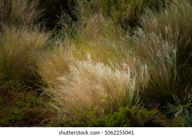 Panicgrass, Background Or Wallpaper Image