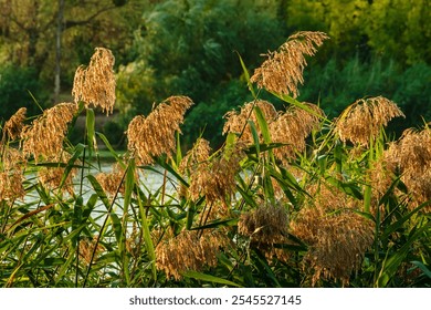 Panicle of dried Phragmites inflorescences near a river. Reed grasses close-up - Powered by Shutterstock