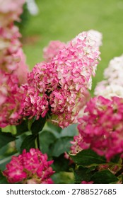 Panicle hydrangea in mid bloom with saturated pink tones emerging from creamy blossoms.