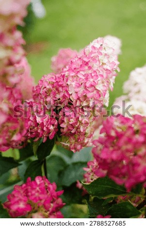 Panicle hydrangea in mid bloom with saturated pink tones emerging from creamy blossoms.