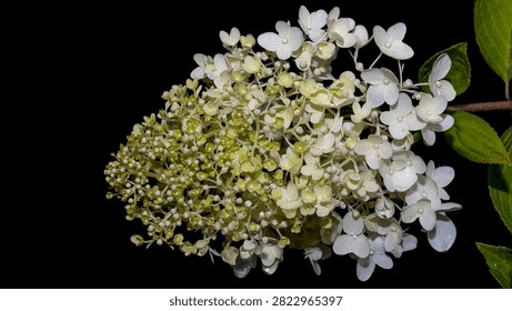 Panicle hydrangea (Hydrangea paniculata) white flower cluster isolated on black background macro shot