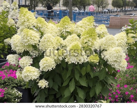 Panicle hydrangea Phantom or Hydrangea paniculata 
