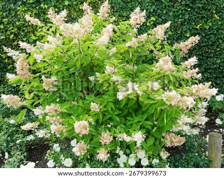 (Panicled hydrangea) Clump of panicled hydrangea with decorative spectacular bloom of large cone-shaped white flowers turning in a stunning shade pink as they mature
