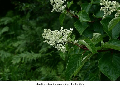 Panicled hydrangea flowers. Hydrangeaceae deciduous shrub. In summer, it produces panicles of white fertile flowers and sterile decorative flowers.