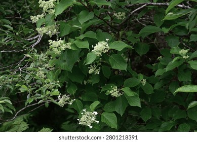 Panicled hydrangea flowers. Hydrangeaceae deciduous shrub. In summer, it produces panicles of white fertile flowers and sterile decorative flowers.