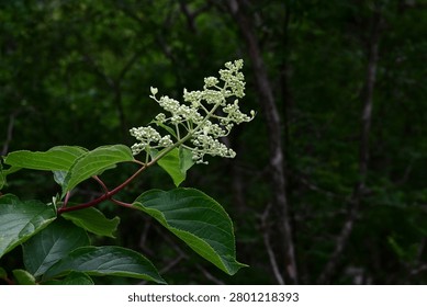Panicled hydrangea flowers. Hydrangeaceae deciduous shrub. In summer, it produces panicles of white fertile flowers and sterile decorative flowers.