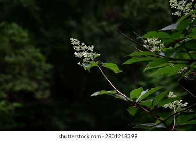 Panicled hydrangea flowers. Hydrangeaceae deciduous shrub. In summer, it produces panicles of white fertile flowers and sterile decorative flowers.