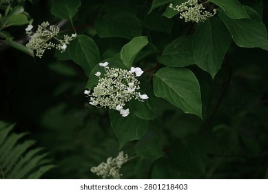 Panicled hydrangea flowers. Hydrangeaceae deciduous shrub. In summer, it produces panicles of white fertile flowers and sterile decorative flowers.