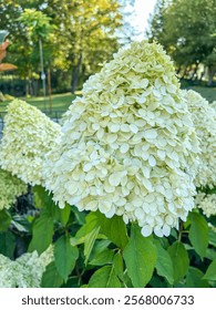Panicled hydrangea (Hydrangea paniculata) is a species of flowering plant in the family Hydrangaceae native to southern and eastern China, Korea, Japan and Russia