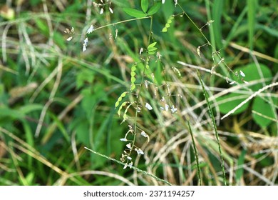 Panicled tick trefoil ( Desmodium paniculatum ) legumes. Fabaceae perennial plants. This legume is prickly seeds. - Shutterstock ID 2371194257