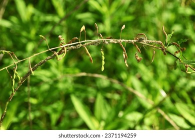 Panicled tick trefoil ( Desmodium paniculatum ) legumes. Fabaceae perennial plants. This legume is prickly seeds. - Shutterstock ID 2371194259