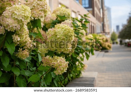Paniculata autumn green and red hydrangea on a city street. Hydrangea paniculata Little Lime or panicle Graffiti. urban space design