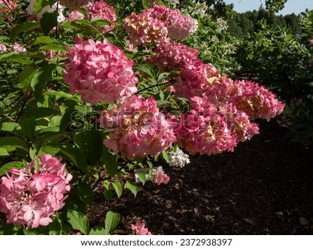 Paniculate hydrangea (Hydrangea paniculata) 'Vanille Fraise' (Renhy) flowering with fluffy, loose, pyramid-shaped pink flower panicles in autumn