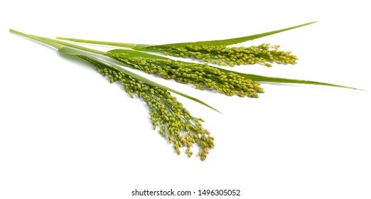 Panicum Or Panicgrass Isolated On White Background