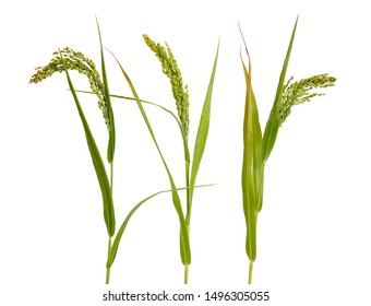 Panicum Or Panicgrass Isolated On White Background