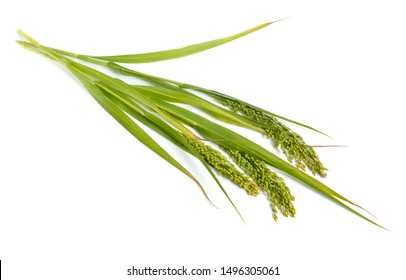 Panicum Or Panicgrass Isolated On White Background