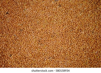 Panicum (Panicgrass) Seeds