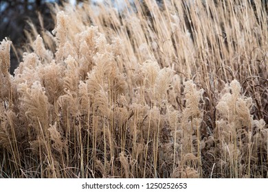 The Panicum Virgatum 