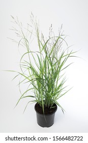 Panicum Virgatum Apache Rose - Plant