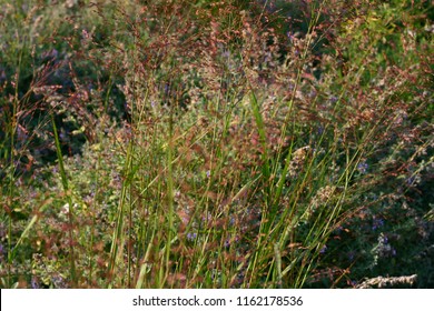 Panicum Virgatum, Broomcorn Millet