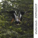 Panited stork is a large stork with a long yellow bill that curves down at the tip, like that of an Ibis. Adult is primarily white with black striped markings on the wings and bright pink on tertials.