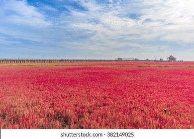 Panjin Red Beach