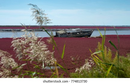 Panjin Red Beach - China