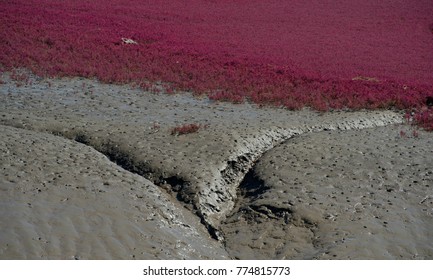 Panjin Red Beach - China