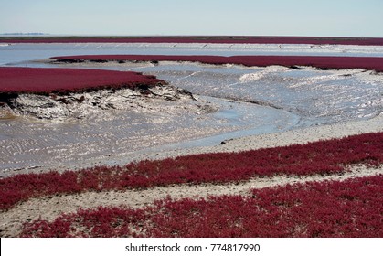 Panjin Red Beach - China