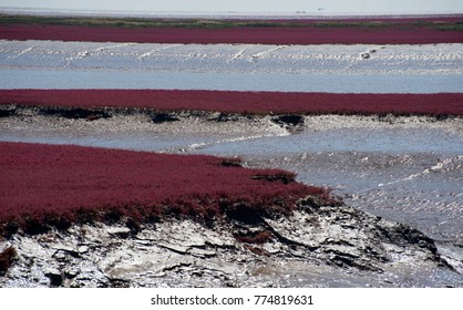 Panjin Red Beach - China