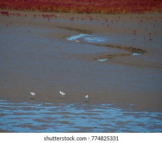 Panjin Red Beach - China