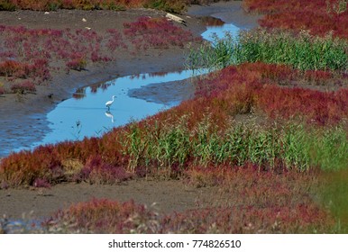 Panjin Red Beach - China