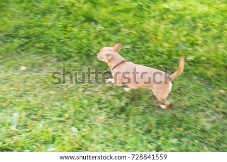 Similar – Small, blond Labrador puppy runs clumsily across the lawn, his floppy ears flying up