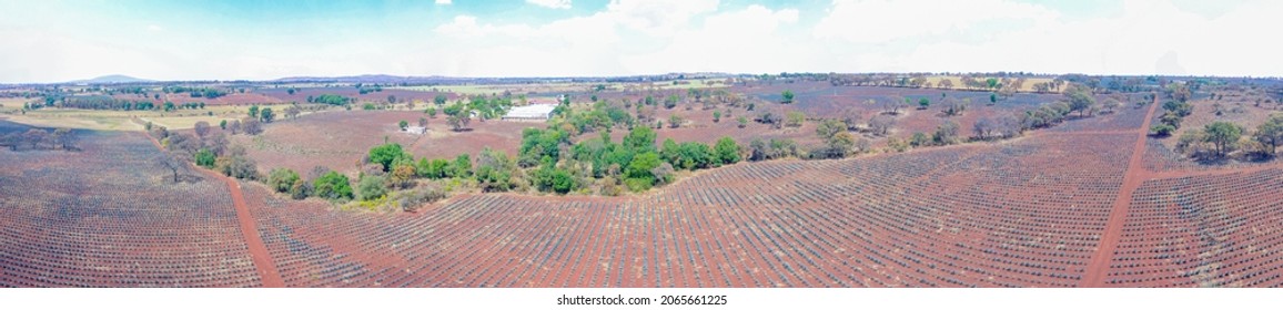 Panorama Of The Agave Field Mexico 