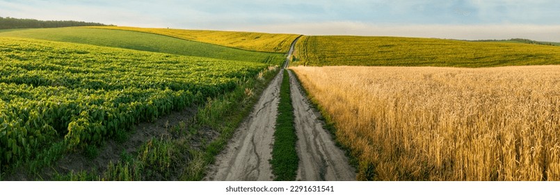 a panorama of agricultural land, a green field of soybeans and across the dirt road opposite a ripe wheat field - Powered by Shutterstock