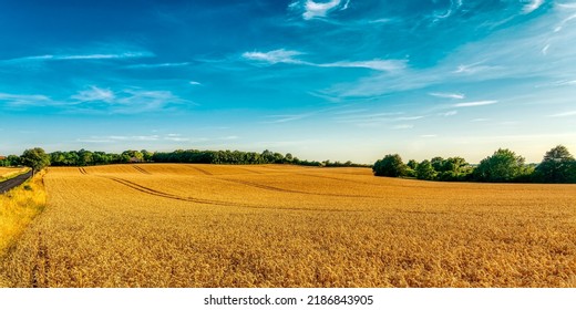 Panorama of an agriculture wheat field. Wheat field on an agriculture farm - Shutterstock ID 2186843905
