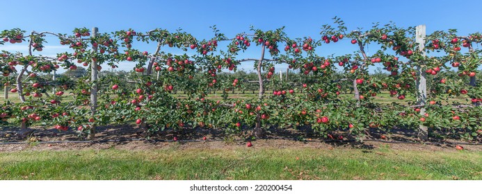 Panorama of apples on the vine, Long Island, NY