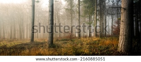 Panorama of autumn forest fog. Autumn forest fog
