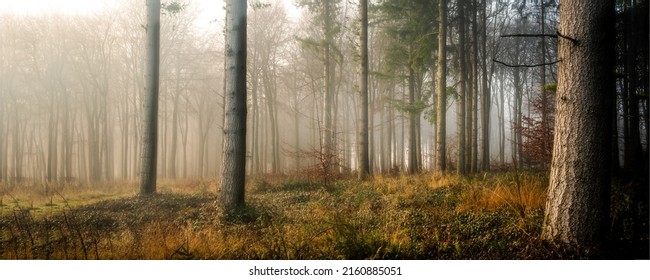 Panorama of the autumn misty forest. Autumn forest mist panoramic landscape. Forest mist in autumn panorama. Autumn morning fog in forest
