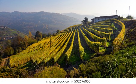 Panorama Of Autumn Vineyards In Italy, Piedmont