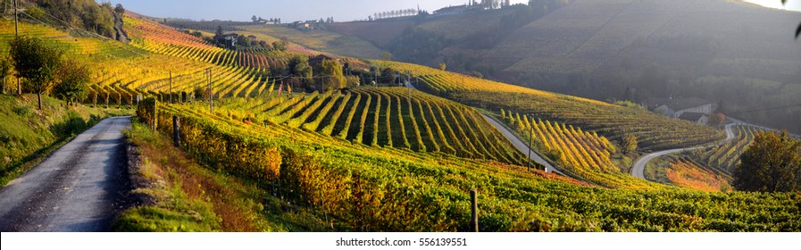 Panorama Of Autumn Vineyards In Italy, Piedmont