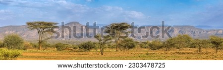 Panorama of Awash national park landscape with acacia tree in front and mountain in background. Ethiopia wilderness