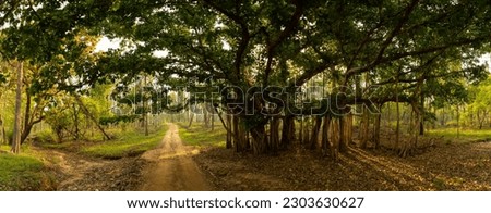 Panorama
Banyan is the tree native to India and is botanically it is known as Ficus benghalensis.
Named after the pristine River Pence which flows through the park, Pench National Park