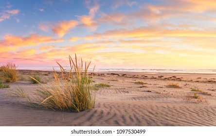 Panorama of beach grass growing from a warm sandy beach in New Zealand. The sky is filled with color from the morning sunrise. Orange clouds are sporadically placed in the blue sky as sunrises.  